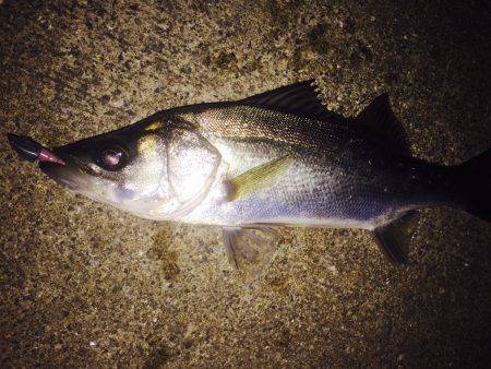 キビレを求めて