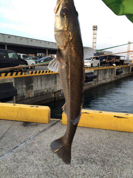 たまにはエビまくか！