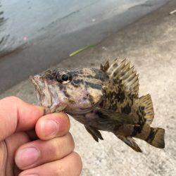 根魚ライトゲーム