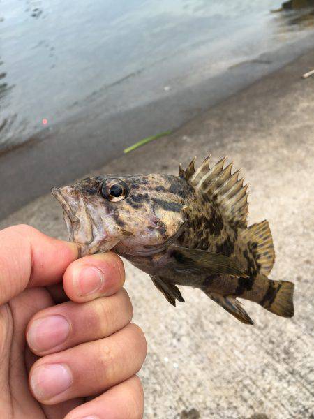 根魚ライトゲーム