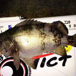 釣り納めメバリング