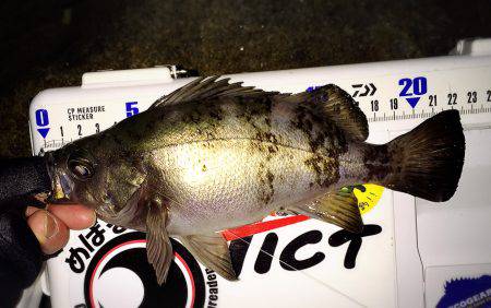 釣り納めメバリング
