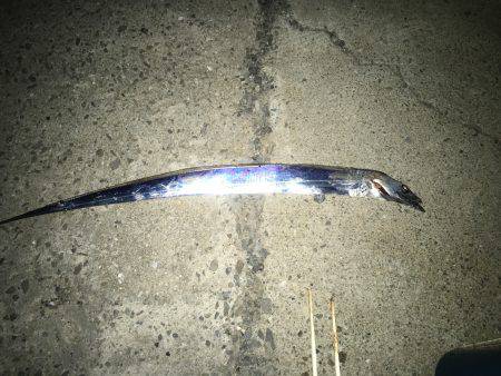 まだまだ太刀魚釣れまっせ。