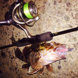 キビレをもとめて