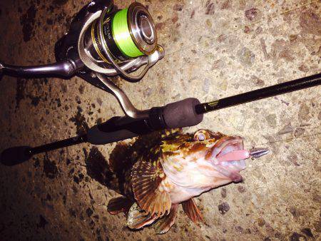 キビレをもとめて