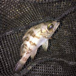 強風のメバリング