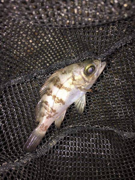 強風のメバリング