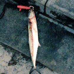 ショアジギング！オクトパッシング！