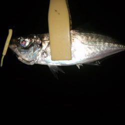 小潮アジングでタチウオ