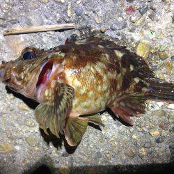 短時間釣行でした。