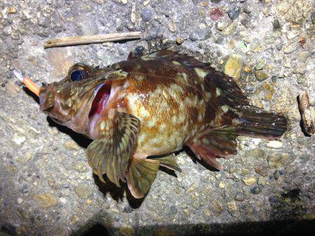 短時間釣行でした。