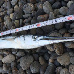 カツオ行ってきました