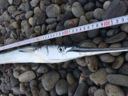 カツオ行ってきました