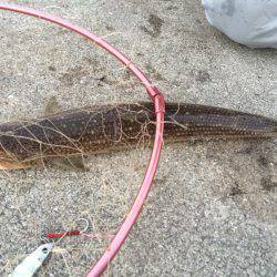 朝マヅメ狙いでズル引きエギング！