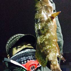 アコウを求めて・・