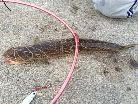 朝マヅメ狙いでズル引きエギング！