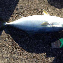 ハマチが回遊中！！