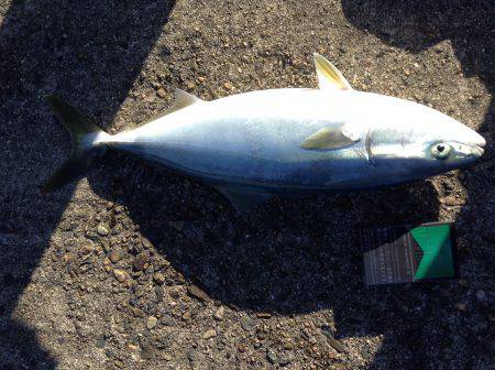 ハマチが回遊中！！