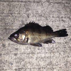 メバリング修行！