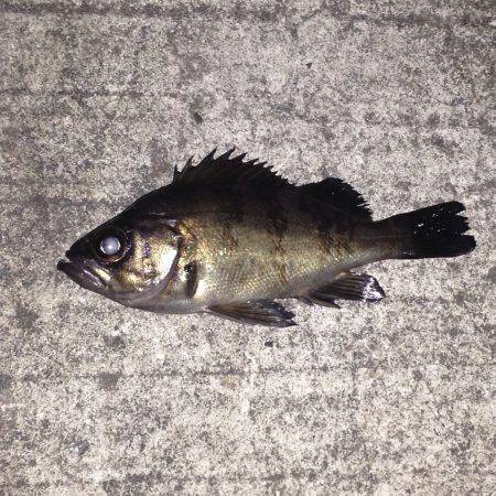 メバリング修行！