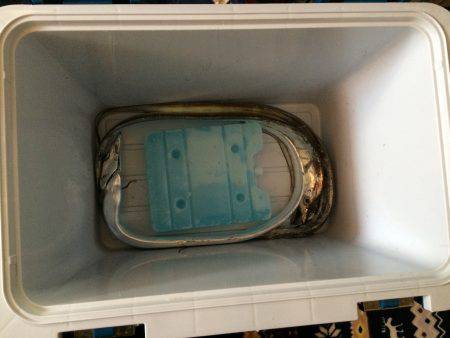 マイポイントで朝練8連チャン