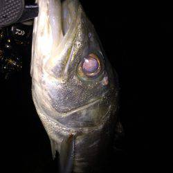 新年初シーバス♪