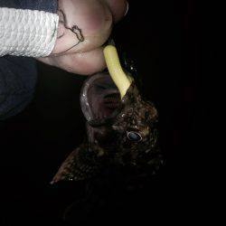 ロックフィッシュ開始。