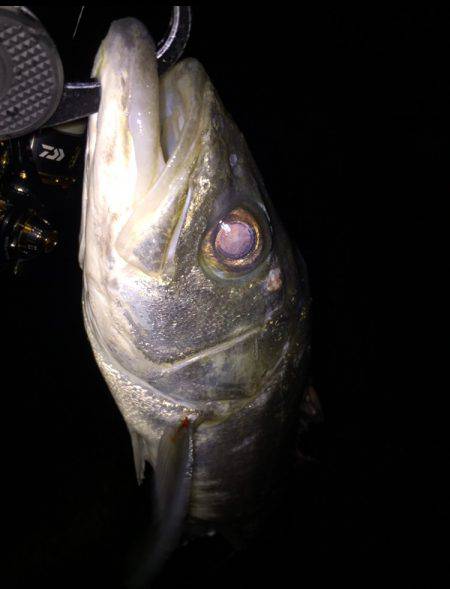 新年初シーバス♪