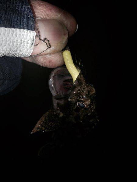 ロックフィッシュ開始。