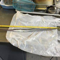 なんでも釣れるライトワインド