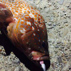 アコウを求めて