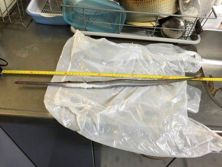 なんでも釣れるライトワインド