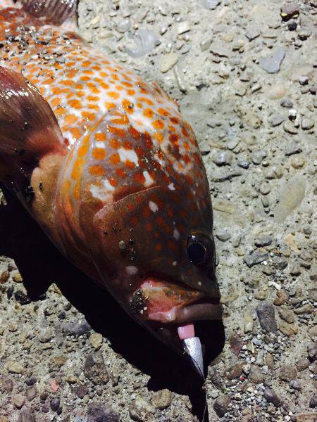 アコウを求めて