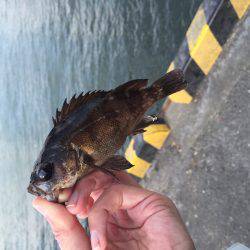 タチウオはそろそろ終わりでしょうか