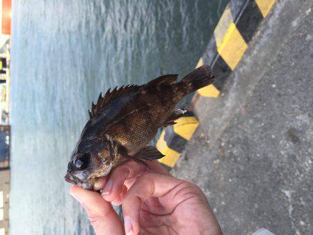 タチウオはそろそろ終わりでしょうか