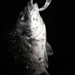 キビレスタート