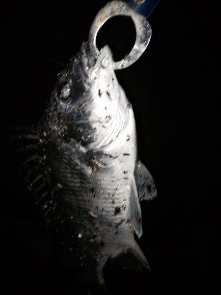 キビレスタート