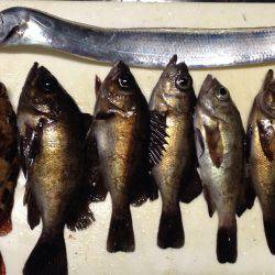 メバリングで太刀魚！