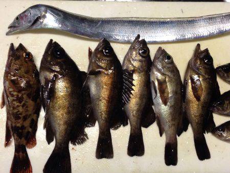 メバリングで太刀魚！