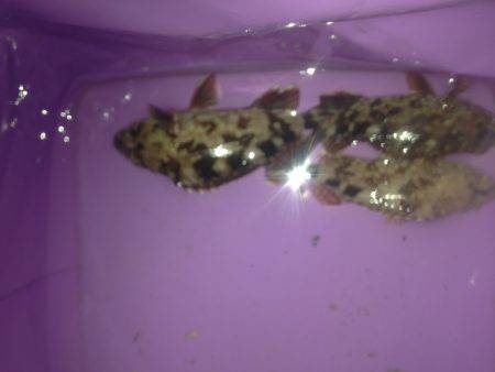 ロックフィッシュ釣行