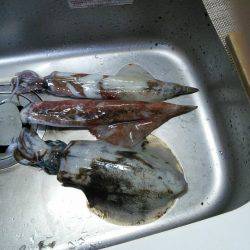 ヤリイカ＆アオリイカ