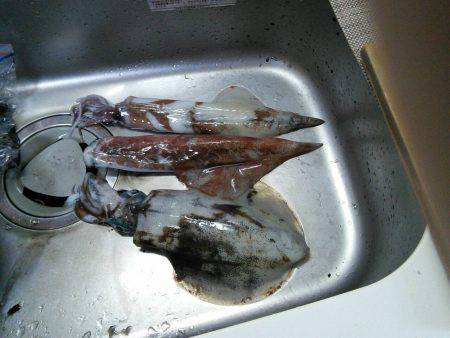 ヤリイカ＆アオリイカ