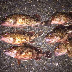 土砂降りロックフィッシュ