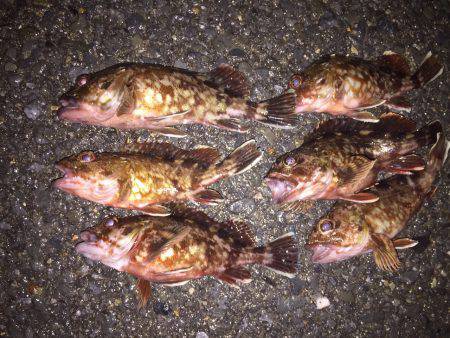 土砂降りロックフィッシュ