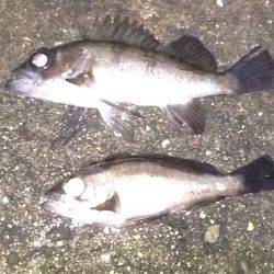 雨上がりのメバル調査！