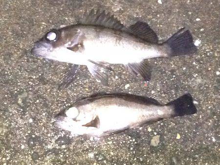 雨上がりのメバル調査！