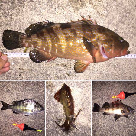 良型アコウげっと！