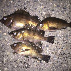 弱風？メバリング