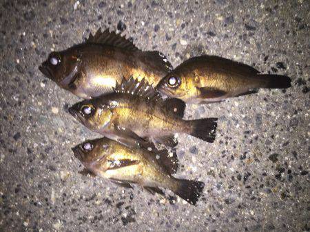 弱風？メバリング