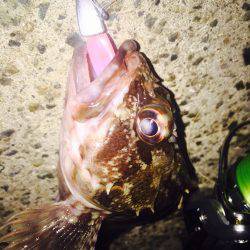 癒し系のあいつら・・・